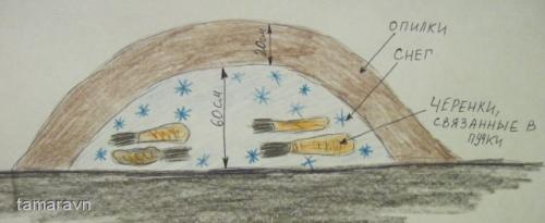 Подготовка черенков винограда к хранению. Где хранить черенки винограда до весны 10 Подготовка черенков винограда к хранению. Где хранить черенки винограда до весны 10