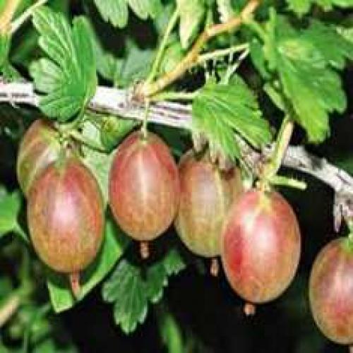 Крыжовник фантазия. Саженцы крыжовника