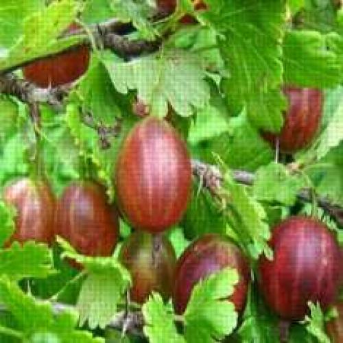 Крыжовник фантазия. Саженцы крыжовника