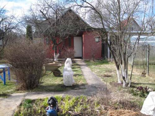 Как правильно посадить саженец абрикоса. Когда сажать абрикос весной, в каком месяце: сроки