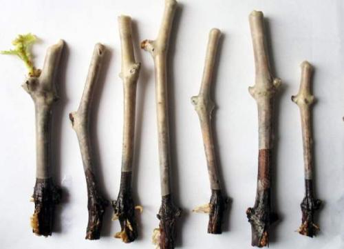 Подготовка черенков винограда к хранению. Где хранить черенки винограда до весны 16 Подготовка черенков винограда к хранению. Где хранить черенки винограда до весны 16