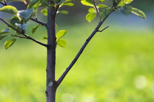 Яблоня лобо на карликовом подвое. Подвои растения