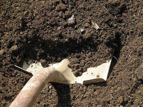 В какую землю сажать яблони. Лучший грунт для яблонь