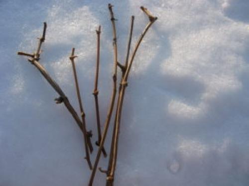 Проращивание черенков винограда. Виноград своими руками: проращиваем черенки в домашних условиях