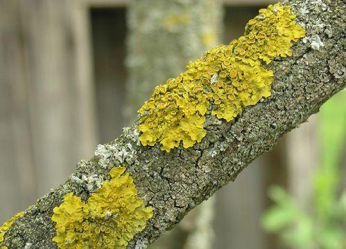 Как очистить ствол яблони от лишайника. Лишайник на яблоне —, как избавиться? 17 Как очистить ствол яблони от лишайника. Лишайник на яблоне —, как избавиться? 17