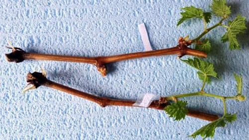 Подготовка черенков винограда к хранению. Где хранить черенки винограда до весны 15 Подготовка черенков винограда к хранению. Где хранить черенки винограда до весны 15