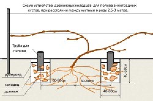 Формирование виноградного куста с первого года. Правильная подвязка для начинающих 01 Формирование виноградного куста с первого года. Правильная подвязка для начинающих 01