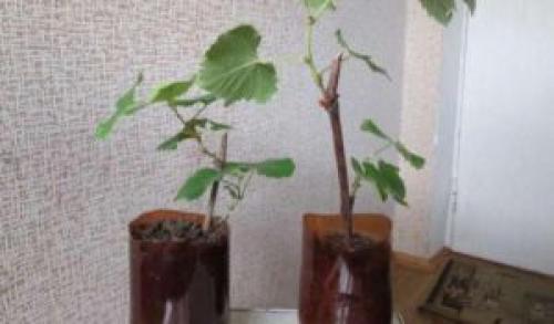 Укоренить черенки винограда весной. Веселый Урожайник выращивание и уход