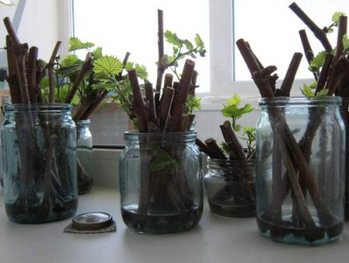 Подготовка черенков винограда к хранению. Где хранить черенки винограда до весны 18 Подготовка черенков винограда к хранению. Где хранить черенки винограда до весны 18