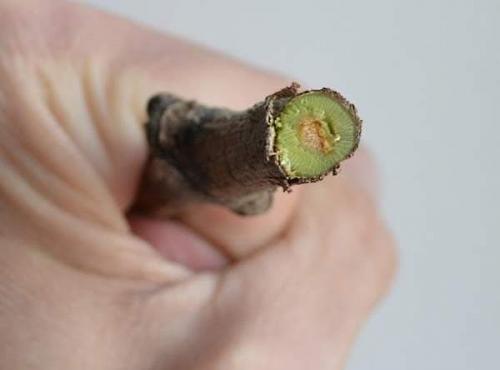 Подготовка черенков винограда к хранению. Где хранить черенки винограда до весны 14 Подготовка черенков винограда к хранению. Где хранить черенки винограда до весны 14