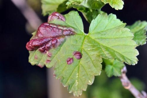 Парша на смородине. Описание заболевания парши на смородине