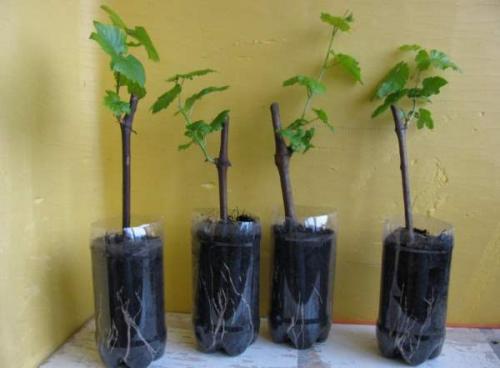 Подготовка черенков винограда к хранению. Где хранить черенки винограда до весны 13 Подготовка черенков винограда к хранению. Где хранить черенки винограда до весны 13