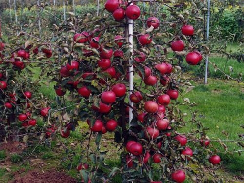 Яблоня лобо на карликовом подвое. Подвои растения