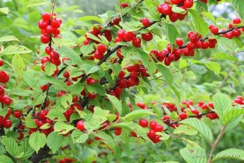 Как размножать войлочную вишню черенками. Как размножить войлочную вишню: отводками, черенками и семенами