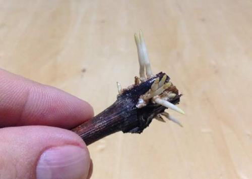 Подготовка черенков винограда к хранению. Где хранить черенки винограда до весны 17 Подготовка черенков винограда к хранению. Где хранить черенки винограда до весны 17