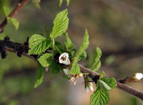 Как размножать войлочную вишню черенками. Как размножить войлочную вишню: отводками, черенками и семенами