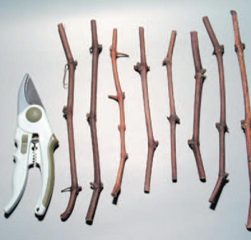 Укоренить черенки винограда весной. Веселый Урожайник выращивание и уход