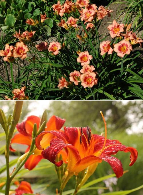 Какие садовые растения любят тень и полутень. Высокие многолетние растения