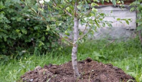 Когда сажать яблоню весной в каком месяце. Когда садить яблоню весной?