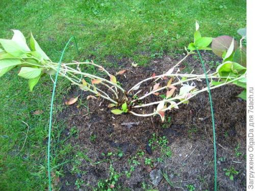 Как укрыть гортензию крупнолистную на зиму в подмосковье. Как я готовлю крупнолистные гортензии к зиме. Олин опыт