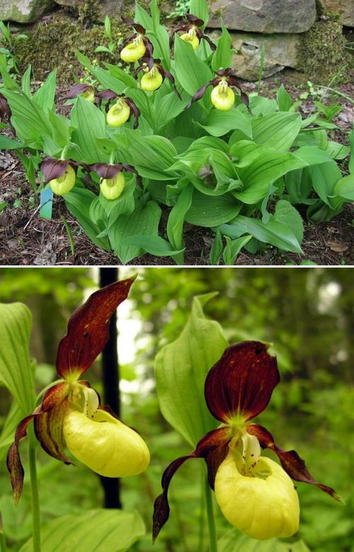 Какие садовые растения любят тень и полутень. Высокие многолетние растения