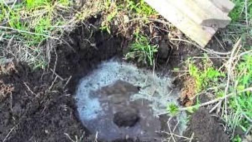 Как сажать кусты смородины. Когда сажать смородину на приусадебном участке? 02