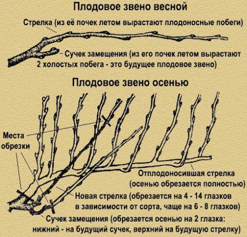 Когда лучше обрезать виноград. Пошаговая инструкция, как обрезать виноград осенью