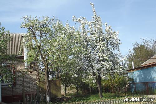 Трещины на стволе яблони. На яблоне появилась вертикальная трещина ствола.