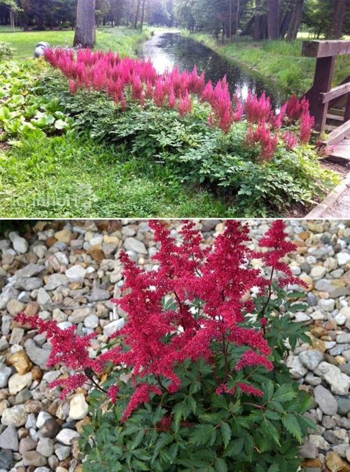 Какие садовые растения любят тень и полутень. Высокие многолетние растения