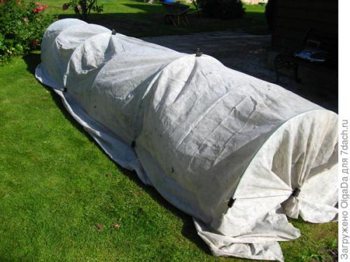 Как укрыть гортензию крупнолистную на зиму в подмосковье. Как я готовлю крупнолистные гортензии к зиме. Олин опыт