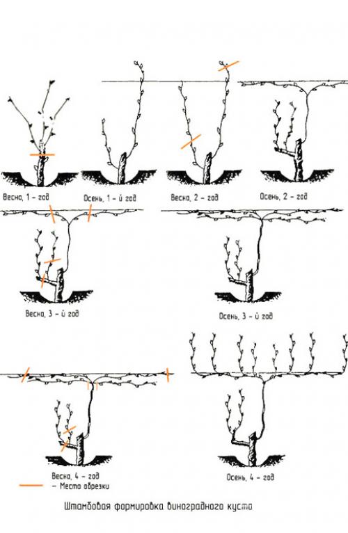 Обрезка винограда осенью для начинающих в картинках. Что такое обрезка винограда?