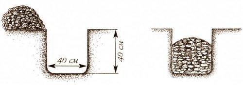 Как сажать кусты смородины. Когда сажать смородину на приусадебном участке? 01 Как сажать кусты смородины. Когда сажать смородину на приусадебном участке? 01