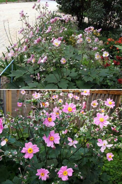 Какие садовые растения любят тень и полутень. Высокие многолетние растения