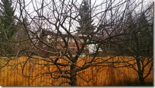 Как обрезать яблоню осенью, чтобы был хороший урожай. Советы бывалых о том, когда обрезают яблони осенью. Выбор лучшего времени