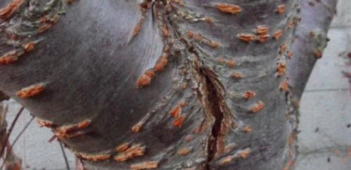 Как лечить ствол яблони. Лечение старой яблони (дереву 20 лет) 01 Как лечить ствол яблони. Лечение старой яблони (дереву 20 лет) 01