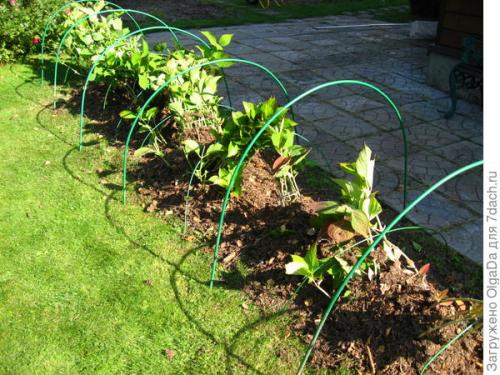 Как укрыть гортензию крупнолистную на зиму в подмосковье. Как я готовлю крупнолистные гортензии к зиме. Олин опыт