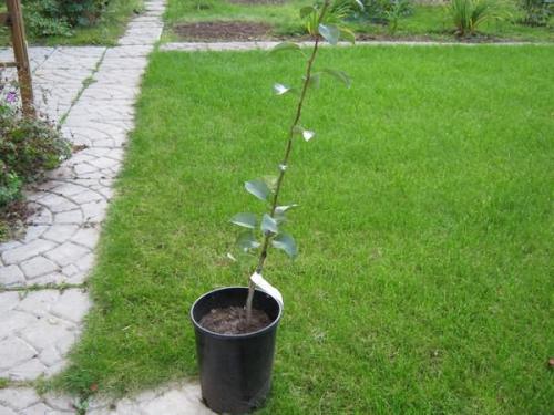 Груши сажают парами. Можно ли сейчас сажать грушу, и правда ли их нужно сажать по 2 дерева?Как различить мужское и женское дерево?