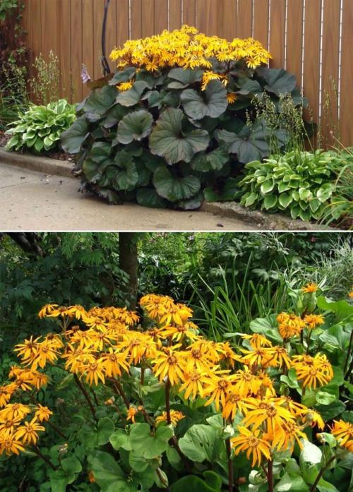 Какие садовые растения любят тень и полутень. Высокие многолетние растения