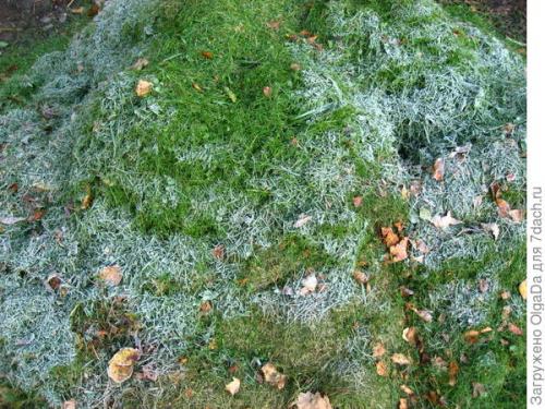 Как укрыть гортензию крупнолистную на зиму в подмосковье. Как я готовлю крупнолистные гортензии к зиме. Олин опыт