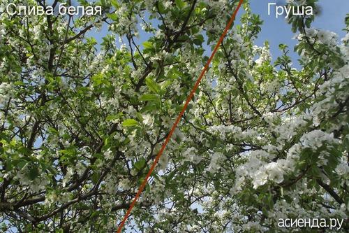 Трещины на стволе яблони. На яблоне появилась вертикальная трещина ствола.