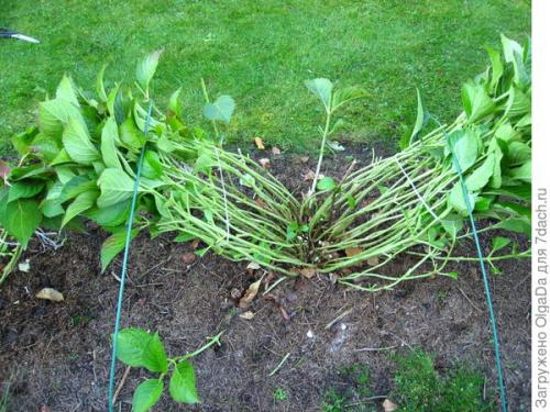 Как укрыть гортензию крупнолистную на зиму в подмосковье. Как я готовлю крупнолистные гортензии к зиме. Олин опыт