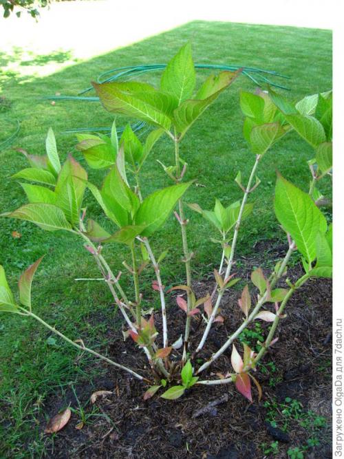 Как укрыть гортензию крупнолистную на зиму в подмосковье. Как я готовлю крупнолистные гортензии к зиме. Олин опыт