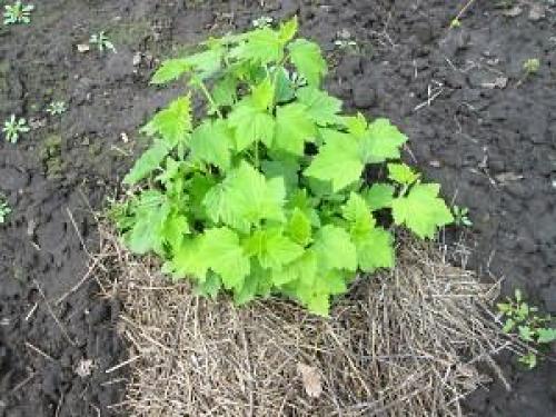 Как сажать кусты смородины. Когда сажать смородину на приусадебном участке? 03