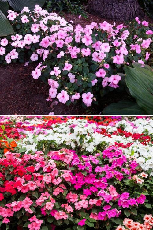 Какие садовые растения любят тень и полутень. Высокие многолетние растения