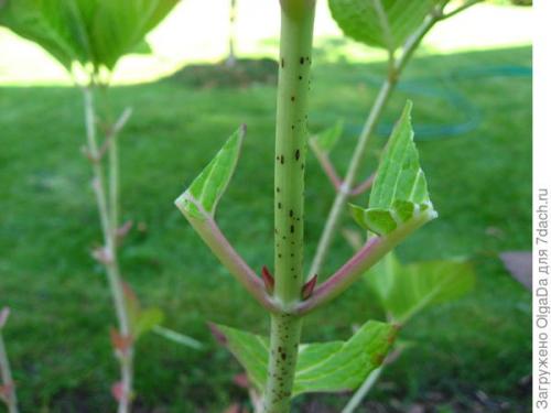 Как укрыть гортензию крупнолистную на зиму в подмосковье. Как я готовлю крупнолистные гортензии к зиме. Олин опыт