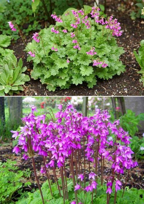 Какие садовые растения любят тень и полутень. Высокие многолетние растения