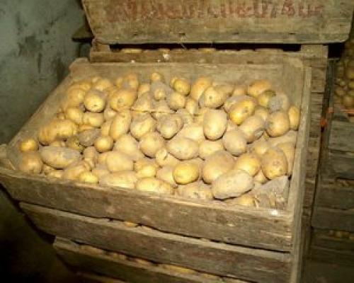 Ящик под картошку в погреб. Подготовка отсеков под хранение