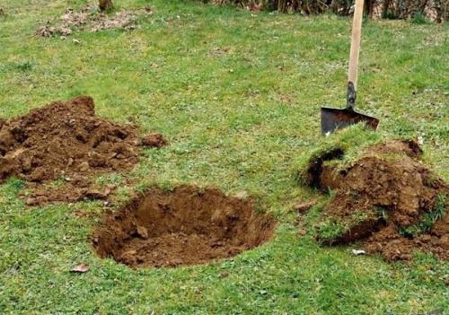 Когда сажать яблоню с закрытой корневой системой. Летом