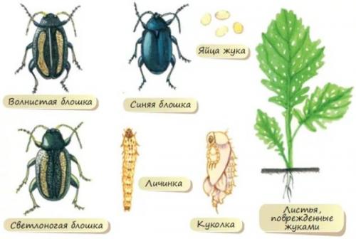 Огородная блошка. Крестоцветные блошки: описание вредителя и меры борьбы