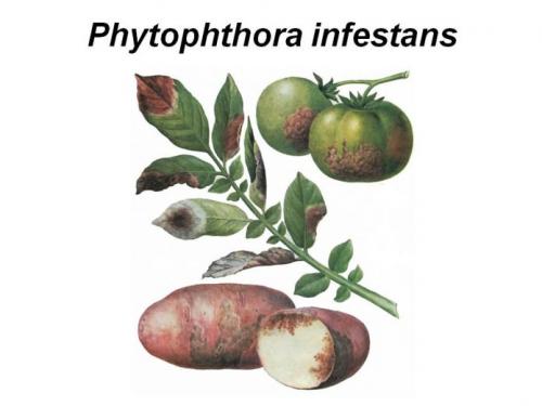 Почему гниет картофель сразу после уборки. Почему гниёт картофель сразу после уборки